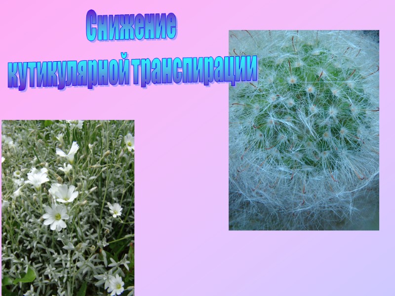 Снижение  кутикулярной транспирации